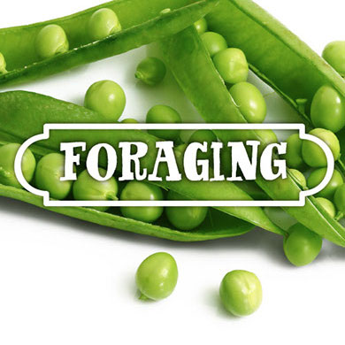 Foraging De Groene Artisanen | Green Food Catering | Bedrijfscatering